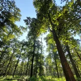 Nedumkayam Rainforest Malappuram 